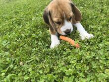 Beagle kutsikad