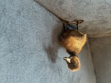 Müüa parditibud (Cayuga ja Khaki Campbell)