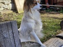 Emane Papillon otsib peikat