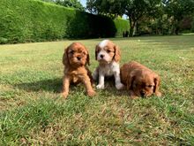 Cavalier King Charlesi spanjeli kutsikad