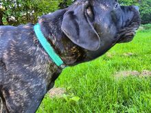 5-kuune isane Cane Corso kutsikas