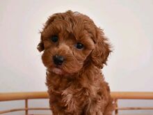 Cavapoo puppies