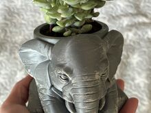 Crassula rupestris (наскальная толстянка)