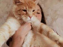 Maine Coon isane
