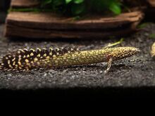 Polypterus ornatipinnis