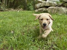 Labradori retriiveri kutsikad