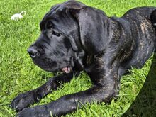 4- kuused Cane Corso kutsikad