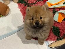 Chow-chow