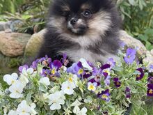 Müüa mini pomerian