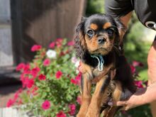 Viimane Cavalier King Charles Spanjeli kutsikas