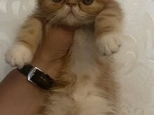 Котята экзотической породы