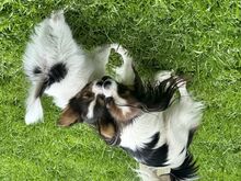 Papillon