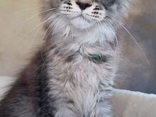 Котята-самцы мейн-кун