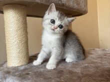 Scottish Fold/Straight kassipojad