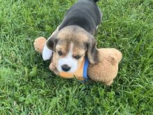Beagle kutsikad