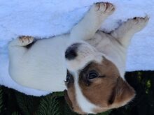 Jack Russell terjer