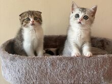 Scottish Fold/Straight kassipojad