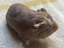 Merisiga