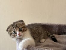 Scottish Fold/Straight kassipojad