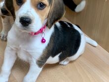Beagli kutsikad