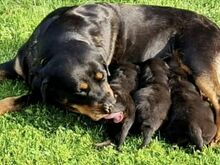 Rottweiler kutsikad