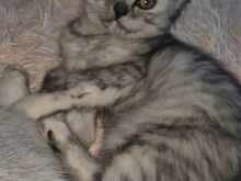 Scottish Fold/Straight