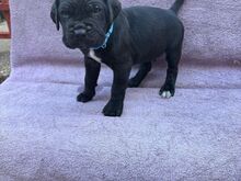 KIIRE!! Cane Corso tšempioni tõupuhtad kutsikad.