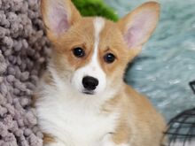 Pembroke Welsh Corgi Pembroke'i kutsikad
