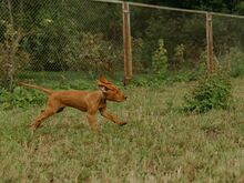 Ungari lühikarvalise linnukoera kutsikad (vizsla)