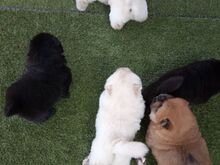 Chow Chow kutsikad