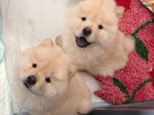 Chow chow