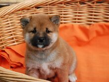 Shiba inu
