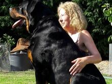 Rottweileri kutsikad