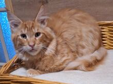 Maine Coon kassipojad