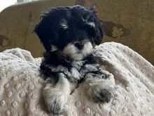 Maltipoo