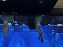 Müüa Philips 40" Smart Full HD LED teler (puldiga)