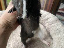Merisiga