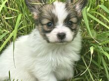 Papillon