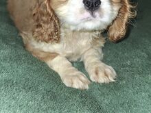 Cavalier King Charles spanjeli kutsikad!