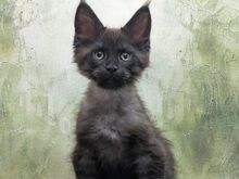 Maine Coon'i kassipojad
