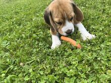 Beagle kutsikas