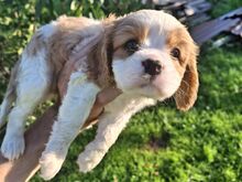 Cavalier King Charles spanjeli kutsikad!
