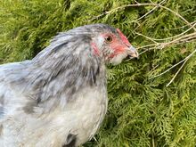 Ameraucana noor kukk