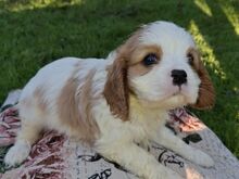 Cavalier King Charles spanjeli kutsikad!