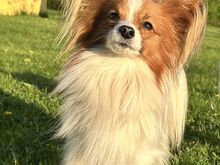 Papillon