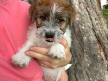 Jack Russell terjeri kutsikapoiss (FCI/LKF)