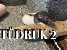 Rotipojad