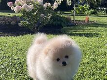 Pomeranian spits