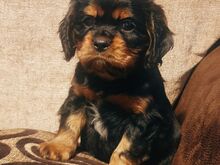Cavalier King Charles Spanieli kutsikad