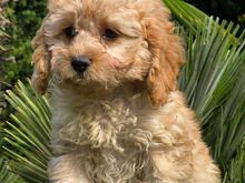 Cavapoo kutsikad